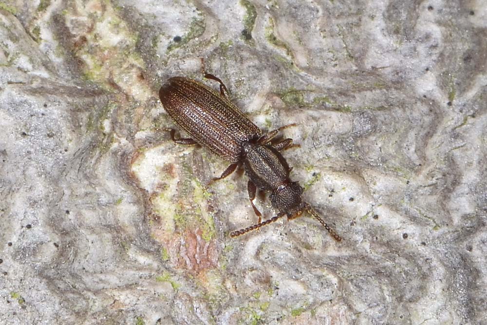 Oryzaephilus surinamensis